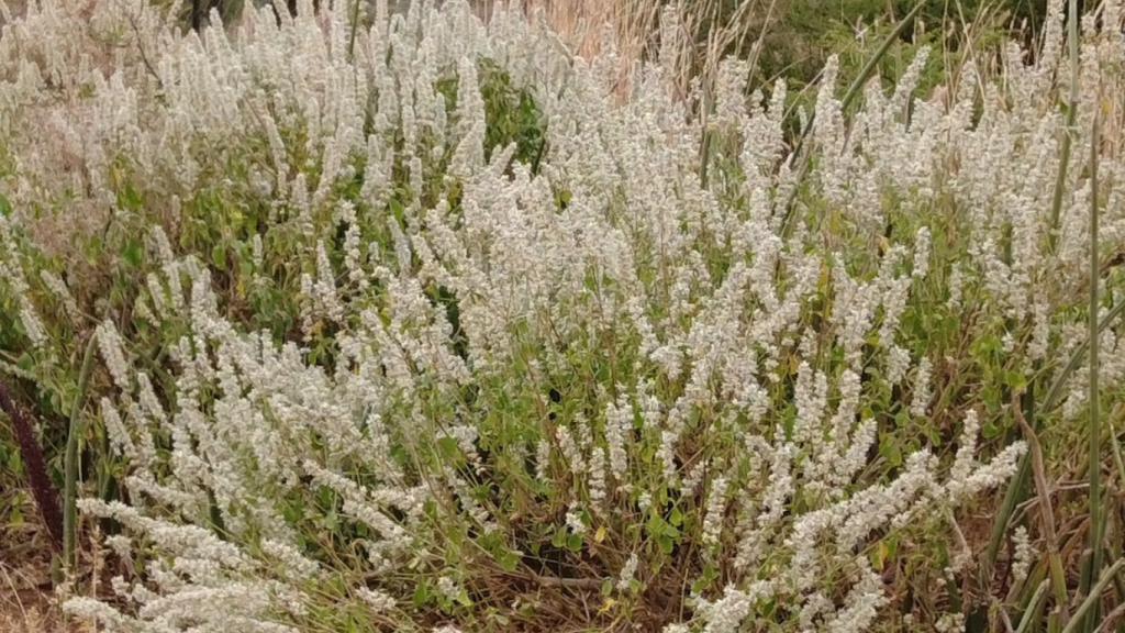 cover cropping. An example of a cover crop grass.