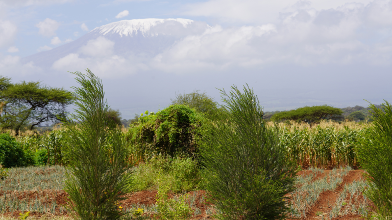 Image of a section of Ambokili Farm with Mt. Kilimanjaro in the background and different crops in different subsection meant to communicate the element of crop rotation