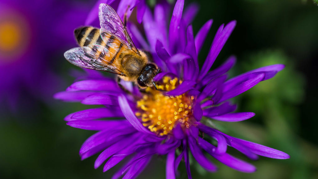 A picture of a bee pollinating a purple flower with a yellow centre. This image symbolised the role of bees in pollination and also Ambokili Farm's efforts in apiculture which is contributing to wildlife conservation as well as environmental conservation.
