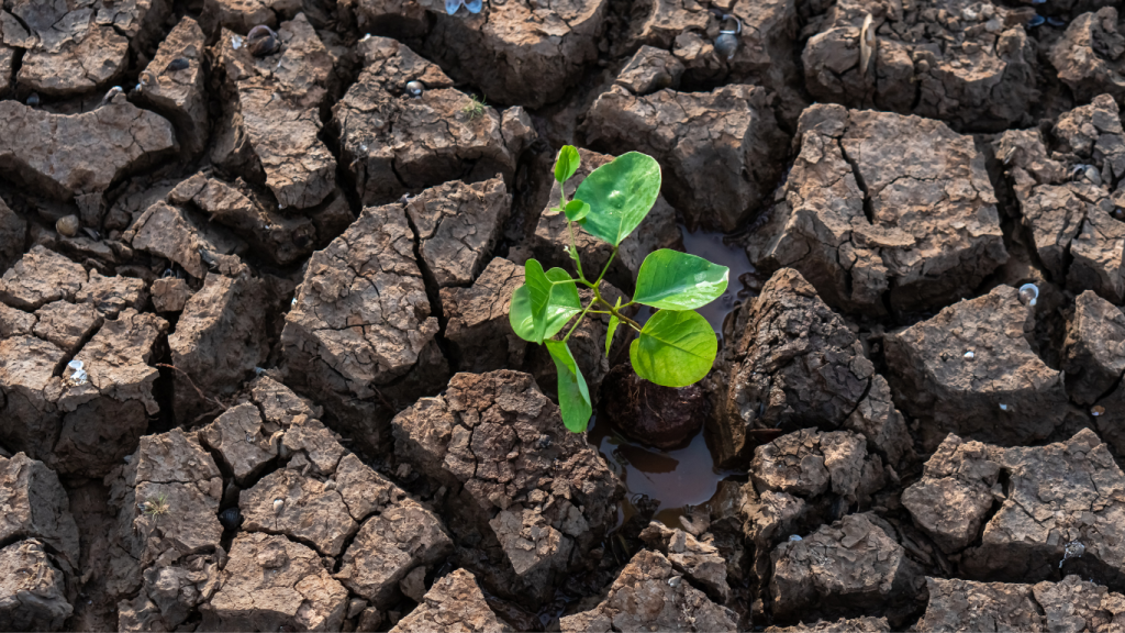 Cracked soil with plant germinating from it in a small patch of water to show the need of building soil health