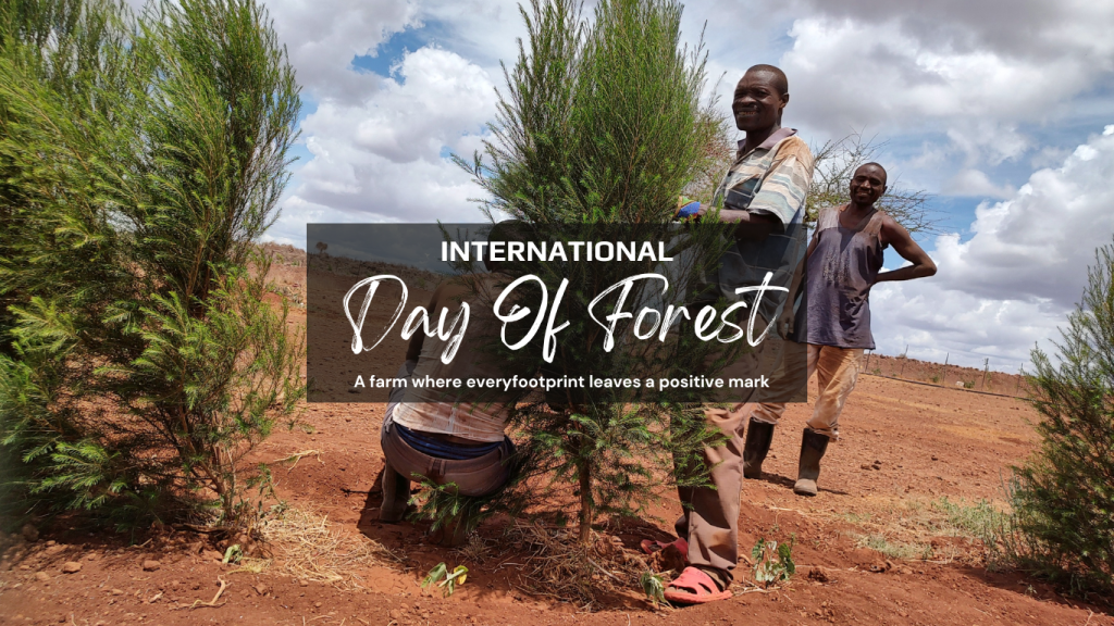 A picture showing employees at Ambokili Farm growing trees. Meant to symbolise the role trees have had in transforming the semi-arid area into a green area and this is in celebration and observance of International Day of Forests.