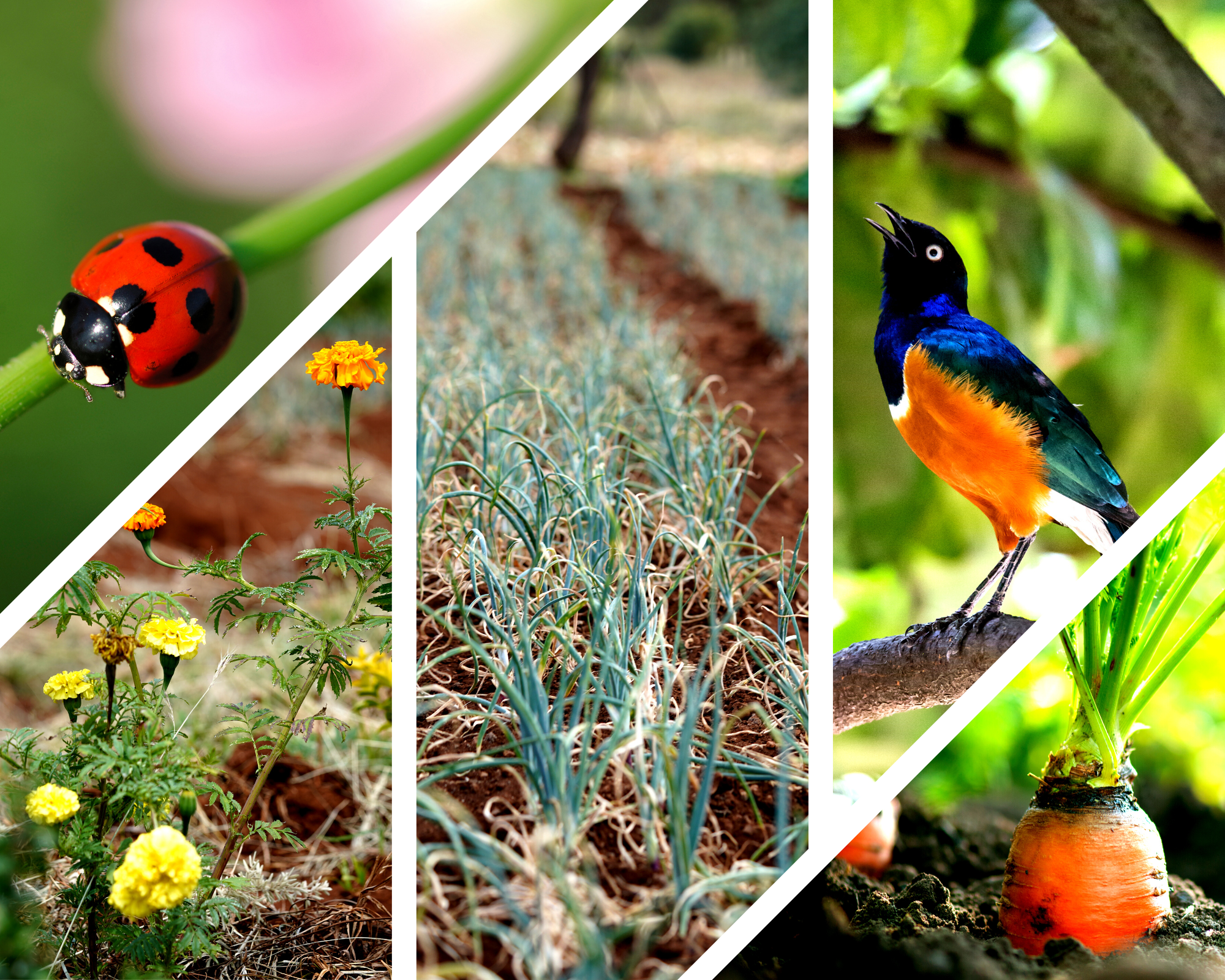 Photo collage of different animals and plants that are used in natural pest management at Ambokili Farm from the ladybird to the Superb Sterling, carrots, african marigold, mexican marigold, and onions.