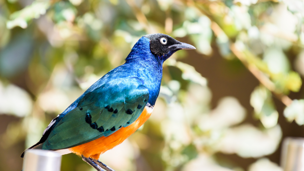 A picture of a Superb Sterling settled on a water container looking down at the water in the white container at Ambokili Farm. The image is a symbol of the bird conservation efforts at Ambokili Farm