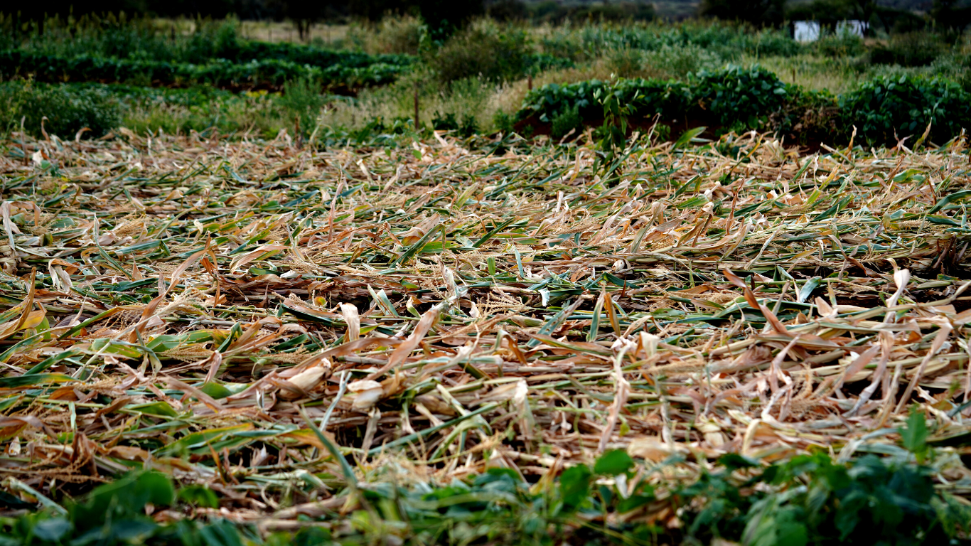 Area of land which is part of Ambokili Farm with mulch. It has been mulched with residues left after harvesting maize. It's a symbol of the mulching work that Ambokili Farm does.