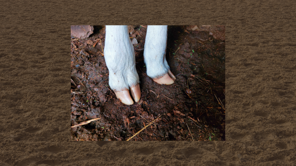 A picture on picture of 2 hooves of a domestic animal standing on wet brown soil. The background is degraded land with hoof prints all over. The picture is a symbolisation of the contribution of animal agriculture on climate change.