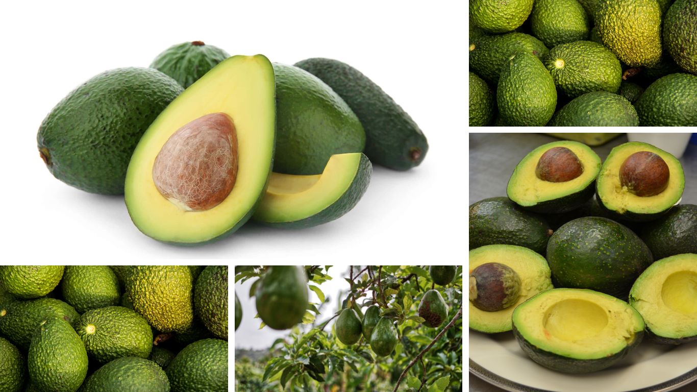 A photo collage with different avocados, some whole some cut and some avocado trees.