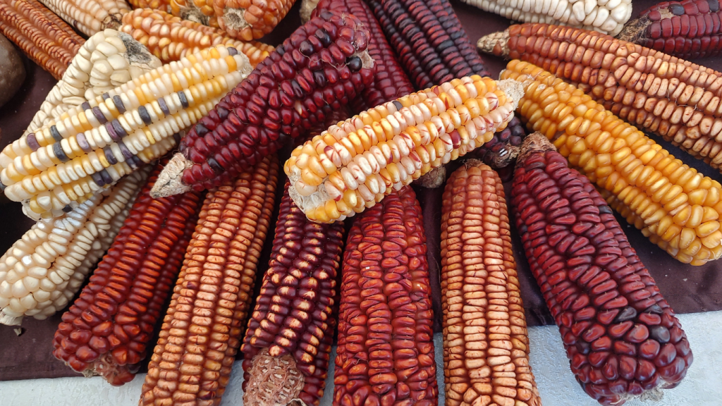 Different species of maize in different colours from Ambokili Farm symbolising food security.