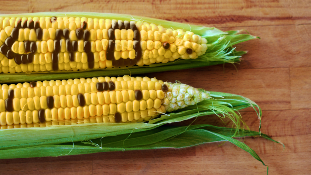 A photo of 2 maize cobs with the upper maize cob spelling GMOs from rotten maize grains