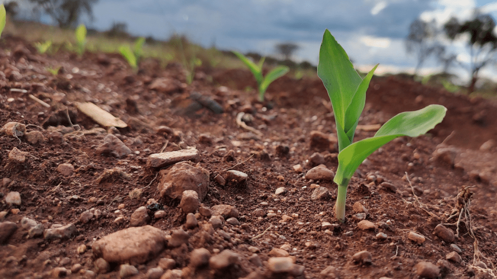 A photo showing plants sprouting from the ground at Ambokili Farm which is an organic farm. The photo symbolises the 7 Impactful Ways Avoiding Chemical Use in Organic Farming Benefits the Planet