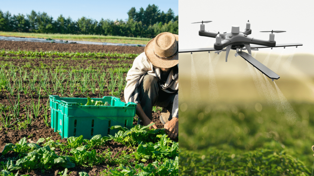 A picture showing a drone water a plantation on the right and a farmer harvest crops by hand from the ground and out them in the crate beside him. The photo is used by Ambokili Farm as a symbol to show the effects of juxtaposition of a conventional farm to an organic farm