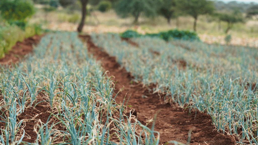 Picture of rows of onions grown at Ambokili Farm. The photo has been used to show how organic farming contributes to mitigation of the effects of climate change.