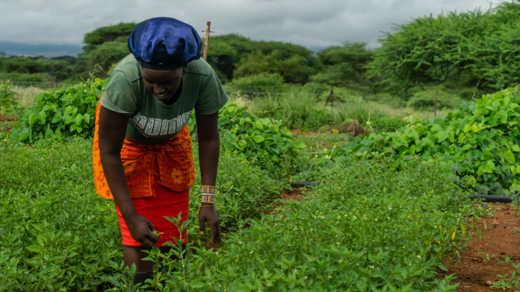 A picture of a farmer on Ambokili Farm. She is tending to the crops. The picture has the words- Regenerative agriculture is transforming Kimana, Kajiado.