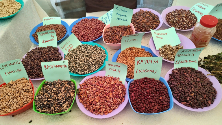 A pictue showing different varieties of seeds and cereals showing how Ambokili Farm is contributing to nutritional security and how organic produce is superior in terms of nutrition