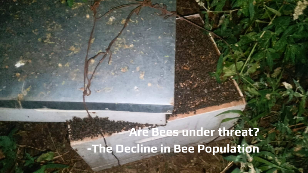 An image of crowded beehive with the words, "Are bees under threat? -The decline in bee population."