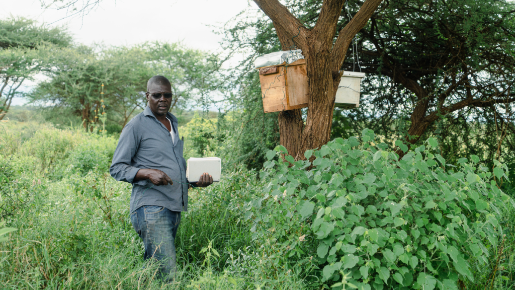 A picture of the botanist evaluating beehives at Ambokili Farm. The picture illustrates the presence of bees at Ambokili Farm which is essential for the bee venom discussion as well as harvesting.