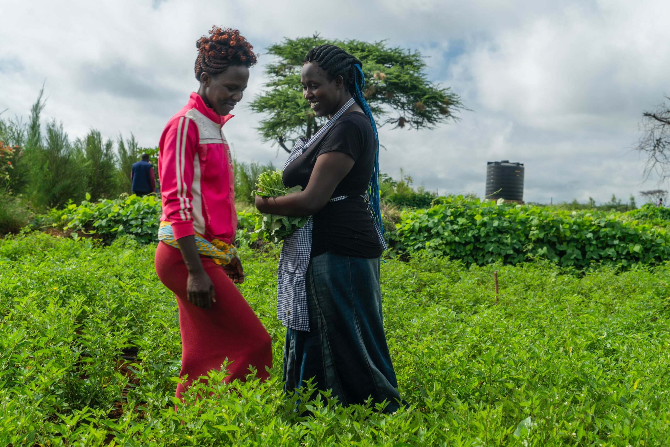 A picture of a male worker at Ambokili Farm inspecting a maize stalk in the field. It is a symbol of how food and nutrition contribute to good mental health.