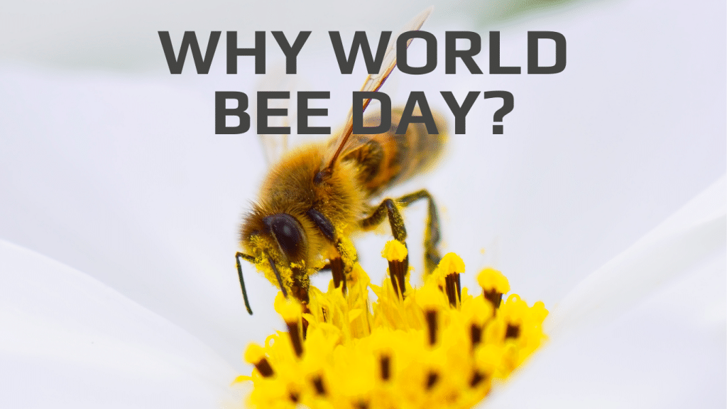 A picture of a bee pollinating a yellow flower. The picture has the words: Why World Bee Day?" at the top.