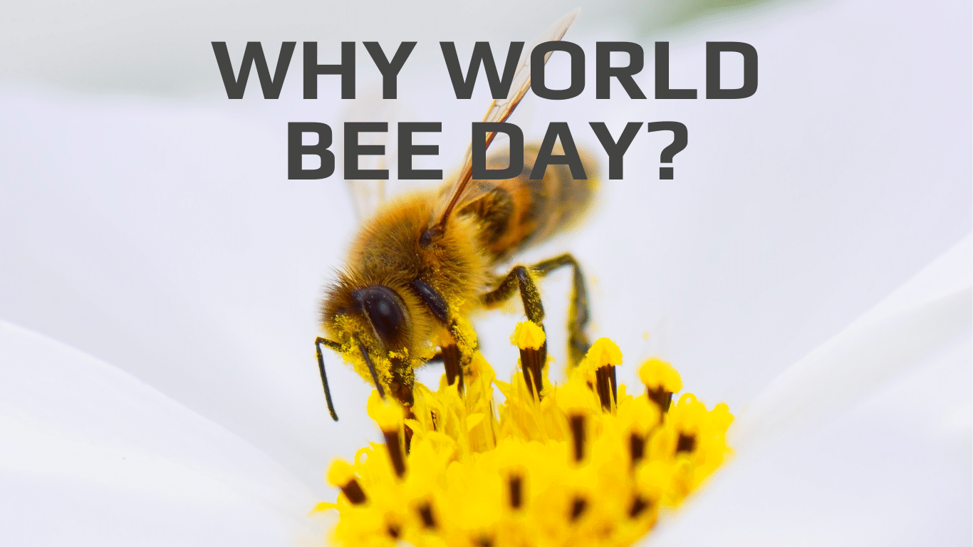 A picture of a bee pollinating a yellow flower. The picture has the words: Why World Bee Day?" at the top.