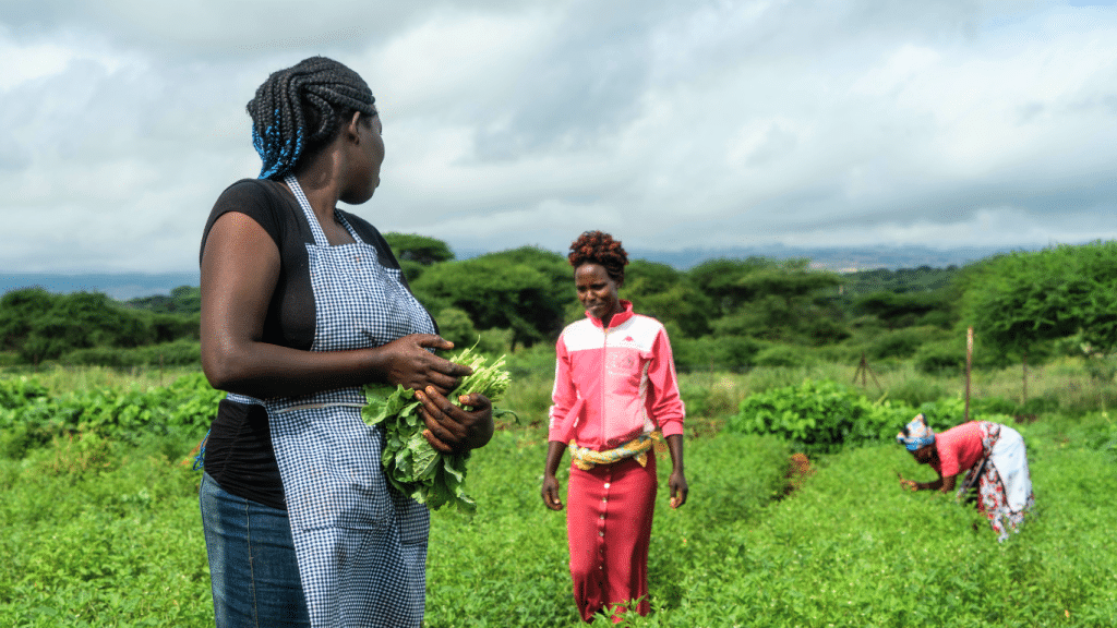 A picture showing 3 ladies working in the field at Ambokili Farm. The third woman is bending down and invested in her work. The picture symbolises how Ambokili Farm is involving employees in its mission.