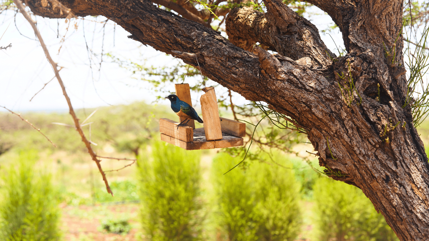 Birds. A picture of the superb starling on a bird feeder at Ambokili Farm in Kimana, Kajiado County. The bird is perched on the bird feeder on one of the trees in Ambokili Farm.