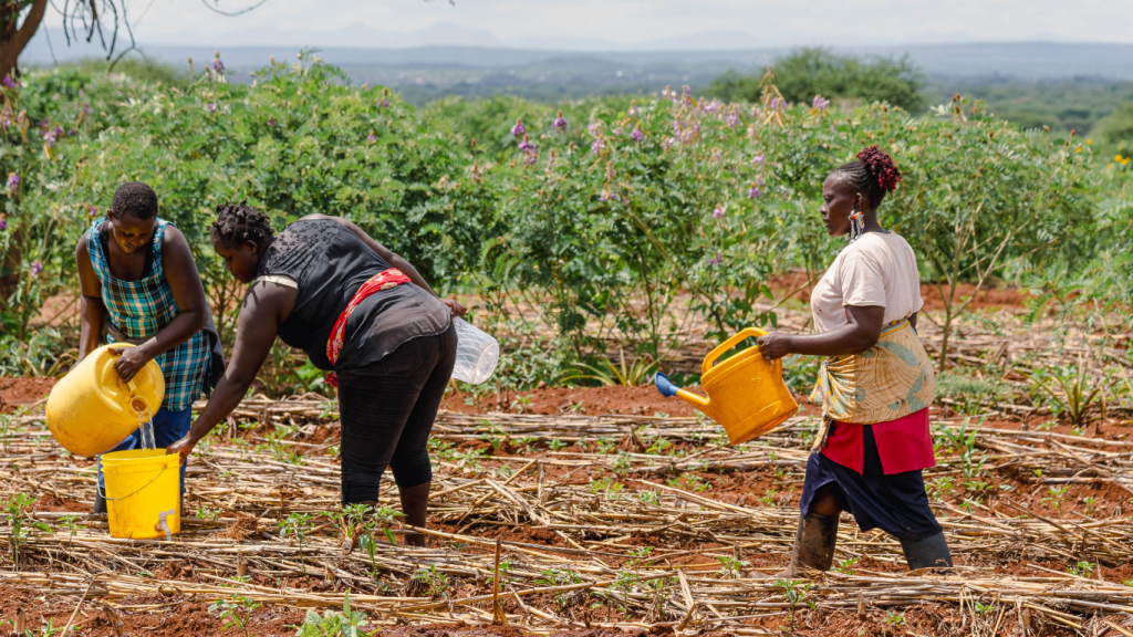 A Photo by Ambokili Farm that shows women fetching water and explains the need for an irrigation system