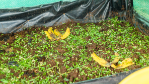 A picture of banana peels being fed to the red earthworms at Ambokili Farm to create manure. This is part of recycling and reusing waste. The picture is a symbolism of the positive environmental impacts of proper waste management.