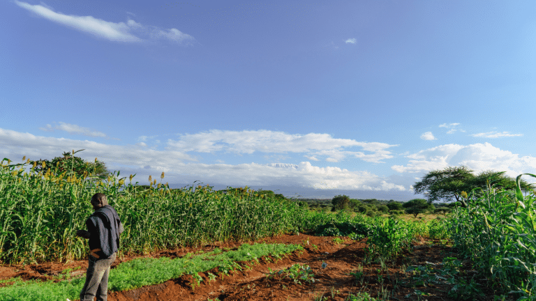 A picture of Ambokili Farm showing it's green crops that are healthy. The picture is an after illustration of the positive environmental impact of proper waste management.