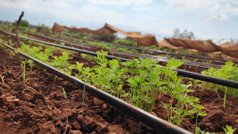 A picture of the drip irrigation system at Ambokili Farm