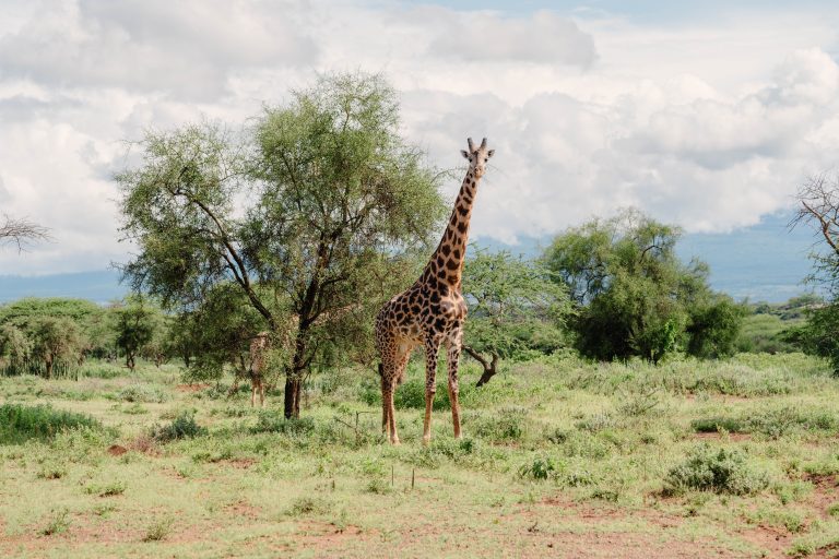 giraffe at Ambokili