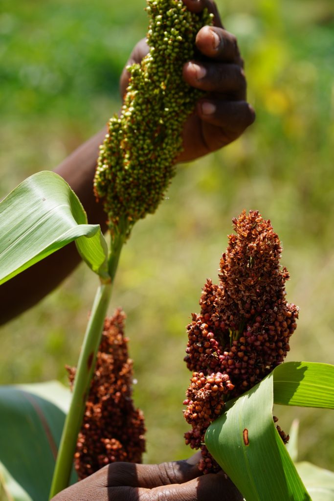 sorghum