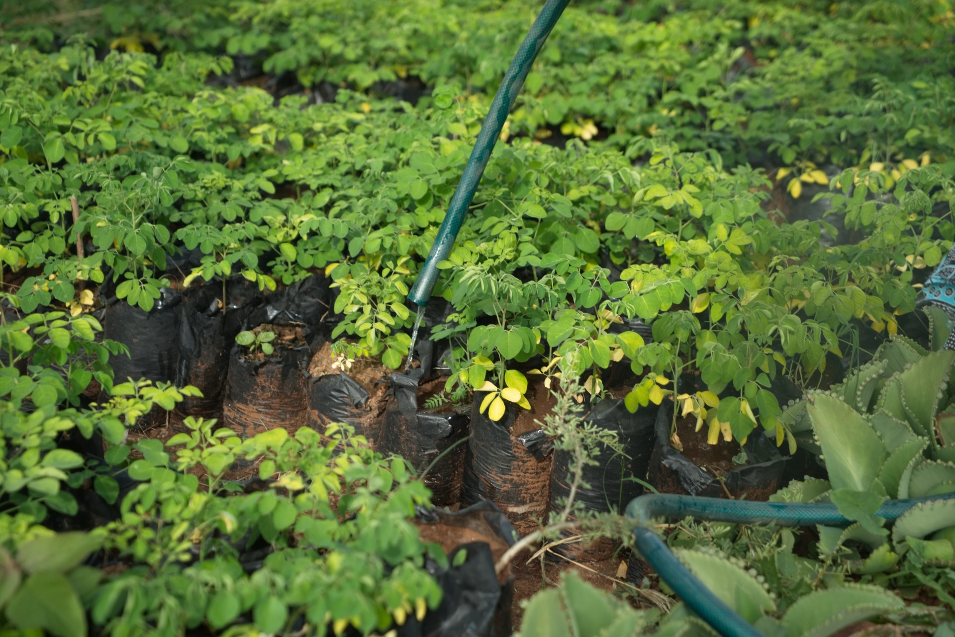 tree nursery