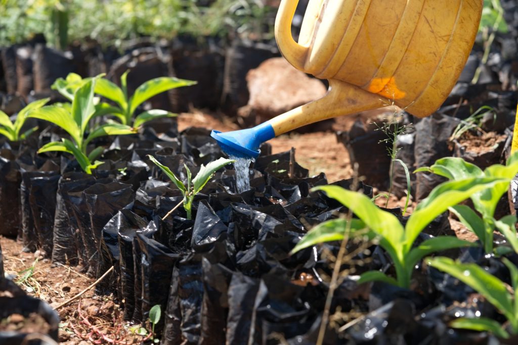 plant irrigation