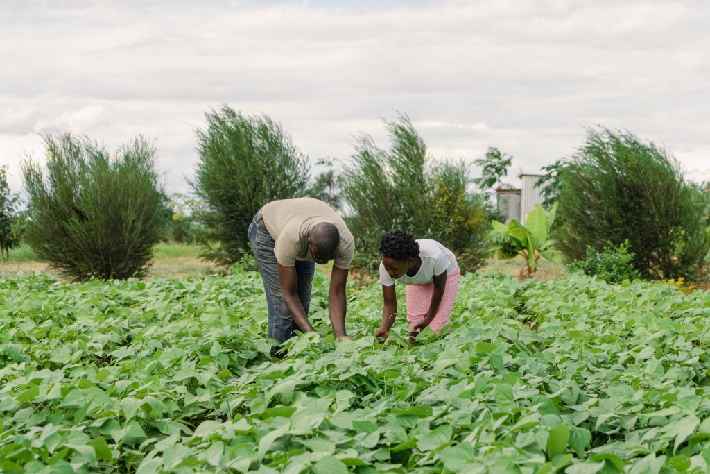 farmers tending to vegetables