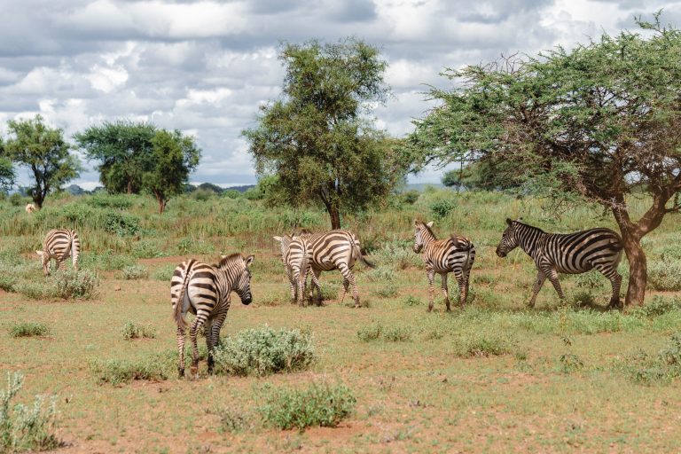 zebras at ambokili