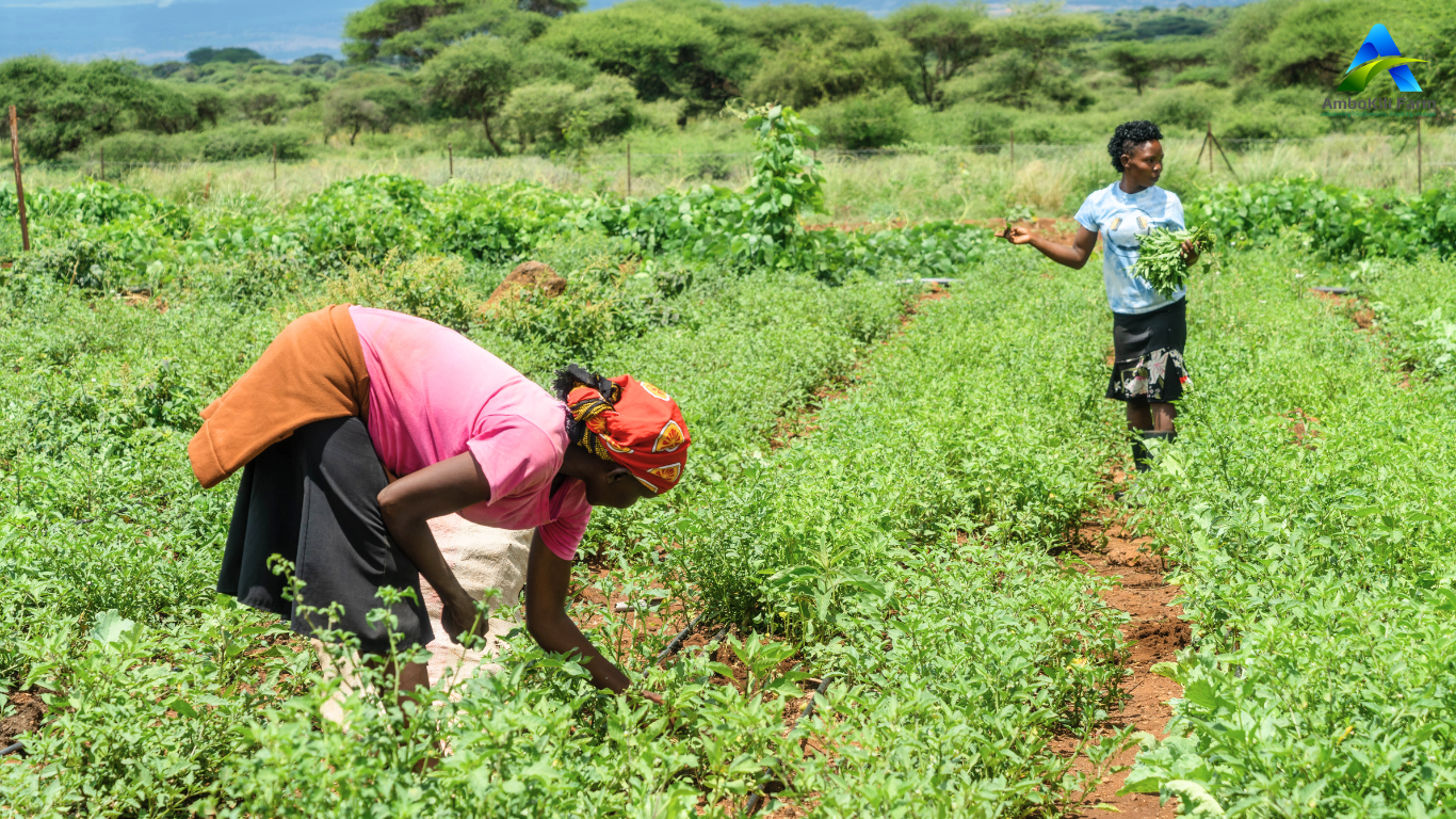 Two farmers who are youth working at Ambokili Farm. The picture is a symbolism of The Importance of Nutrition Education in Rural Communities