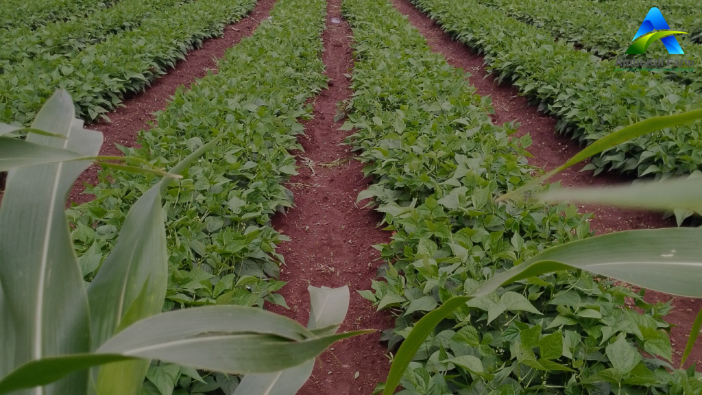 Organically grown food at Ambokili Farm which insinuates- can organic food feed the growing world population?