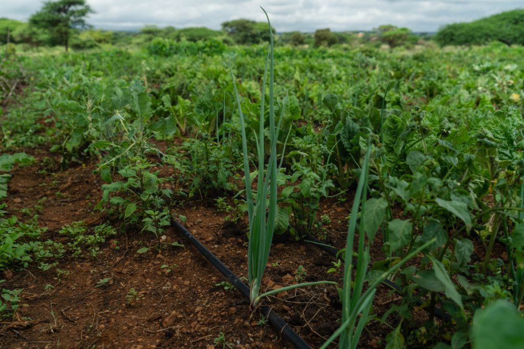 vegetable growing at the farm