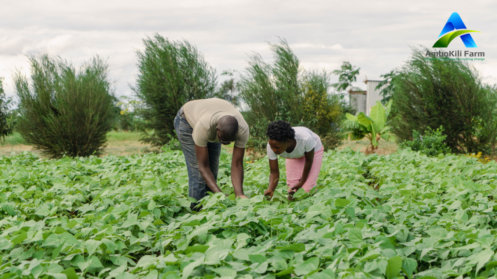 An organic farm- Ambokili Farm which is answering the question- Is it true that organic farming uses more land and is more harmful to the environment?