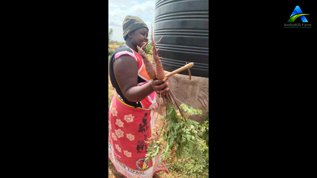 A picture of large organic carrots just harvested at Ambokili Farm being held up with one of the workers. A symbolism of "what is the true cost of the food you eat?"