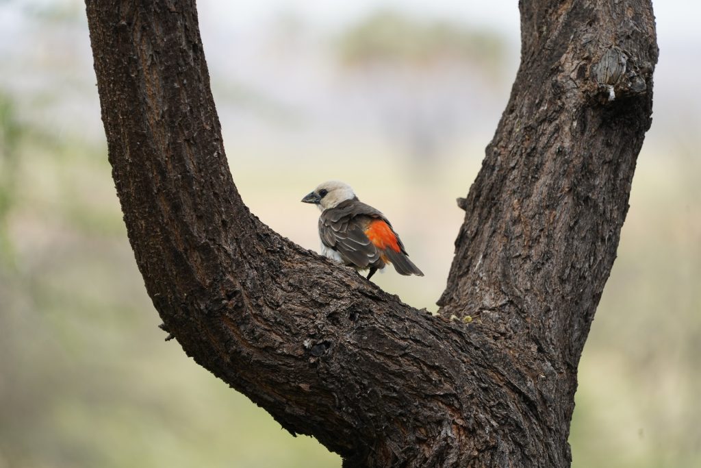 White Headed Buffalo Weaver