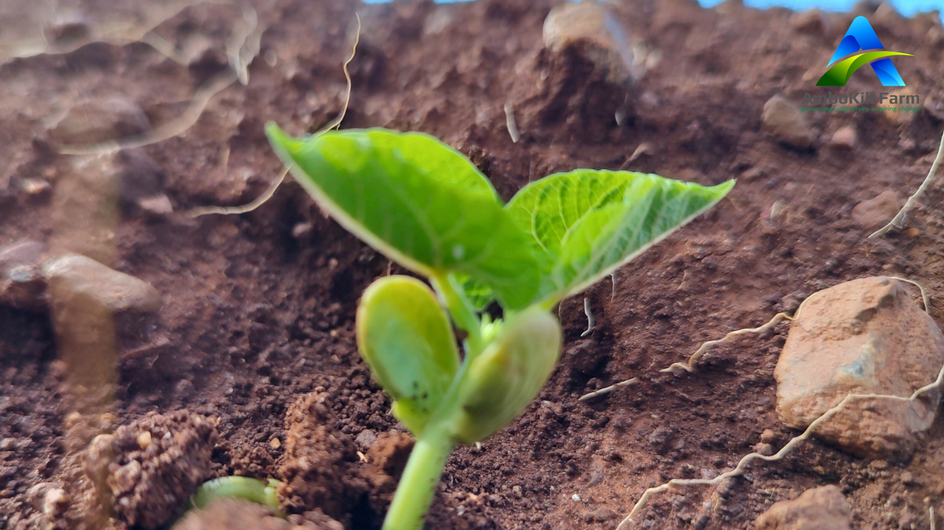 Regenerative farming shoot