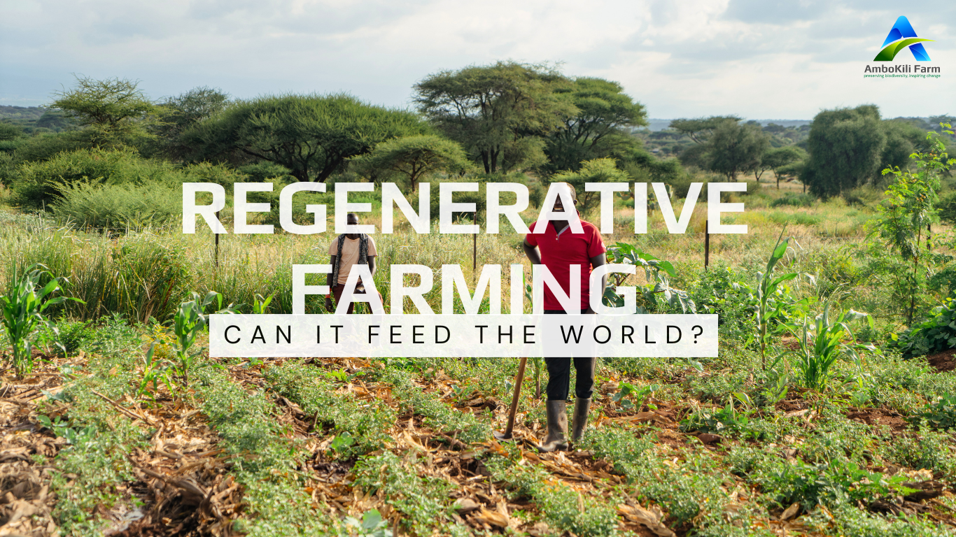 Regenerative farming at Ambokili Farm