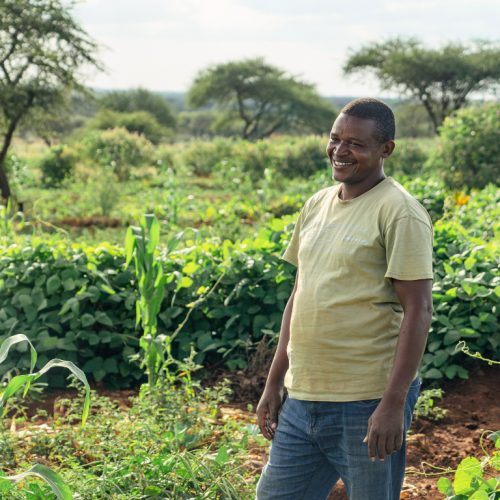 A productive, green field at Ambokili Farm showing the results of their climate action and the positive effect on the environment. The picture is a symbol of the positive results of adapting to climate change.