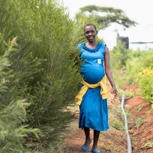 A picture of an expectant worker at Ambokili Farm happy to work as part of the behavioural change happening in Kimana that sees women are not fired because they're expectant.